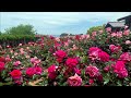 Kikuma Kawarankan Rose Garden-Imabari City, Ehime Prefecture