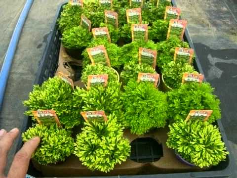 岩ひばの育て方 How To Grow Selaginella Tamariscina Youtube