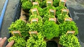 セラギネラ 別名 クッションモス の育て方 カインズ植物図鑑 Youtube