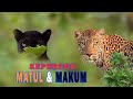 Kepergok MACAN KUMBANG & MACAN TUTUL Saat Masuk Hutan