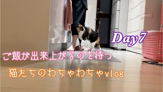腹ぺこ猫たちのわちゃわちゃvlogDay7