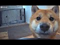 柴犬の留守番をペットカメラで見守ってみたらw