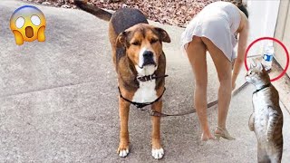 AWW Top Funny Cats And Dogs Videos 2022  Funniest Animals Videos Part 30