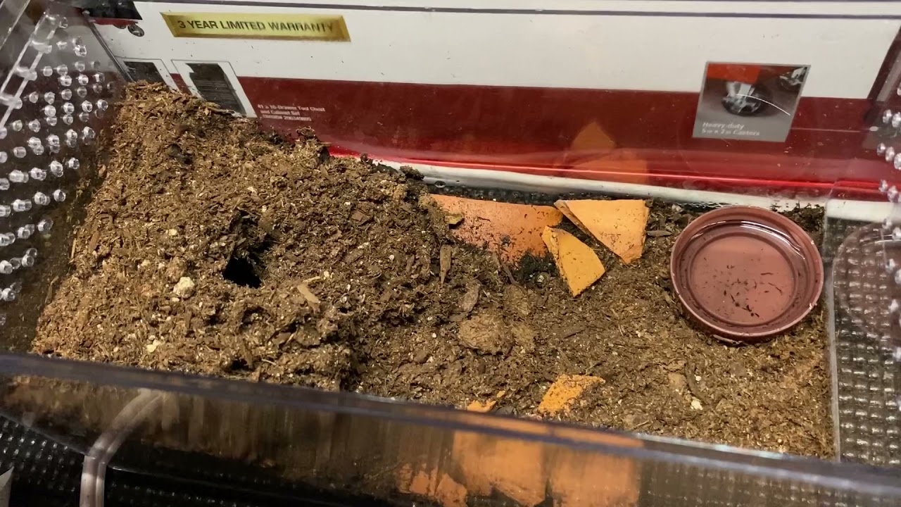 Baby King Baboon tarantula practicing how to hunt a prey