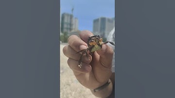 Crab Let #crab #crabs #crablet  #ocean #shortvideo #shortsfeed #shortsvideo #shorts #short