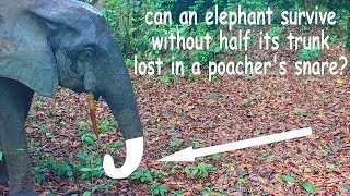 Can An Elephant Survive Without Half Of Its Trunk Lost In A Poacher's Wire Snare?