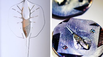 CYBORG STINGRAY MADE FROM RAT MUSCLE AND GOLD