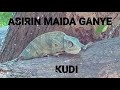 Asirin maida ganye kudi duk ganyen da ka murza zai zama kudi mujarrabi ne