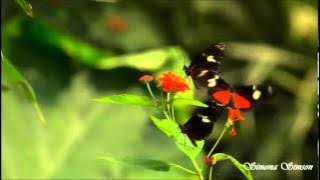 Richard Clayderman - Jardin Secret