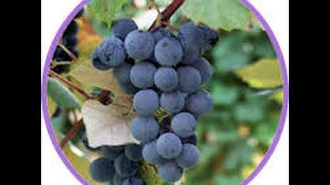 Making Homemade Wine from Concord Grapes 1