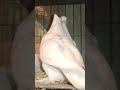Birdspigeon arabian koka trumpeter  pigeon 