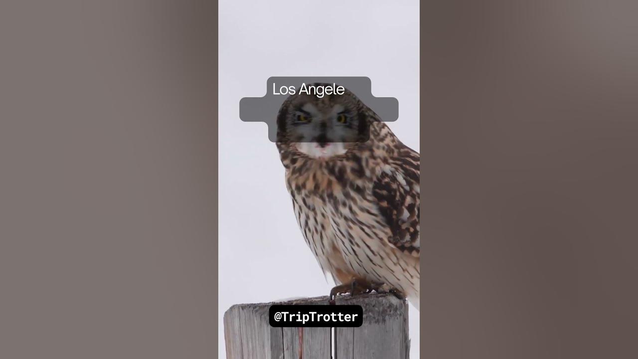what-is-the-time-difference-between-los-angeles-and-tokyo-youtube