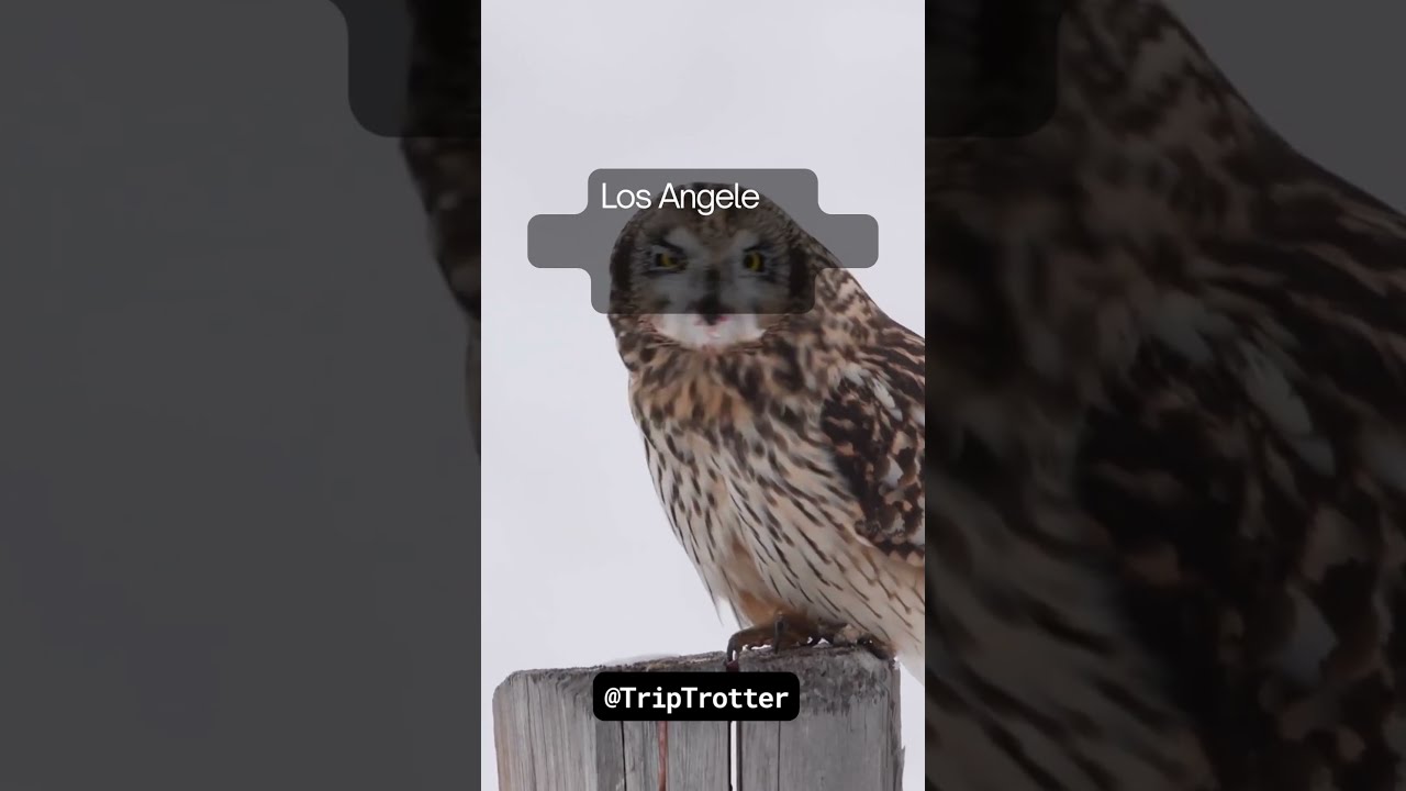 What Is The Time Difference Between Los Angeles And Tokyo YouTube What Is The Time Difference Between Los Angeles And Tokyo YouTube