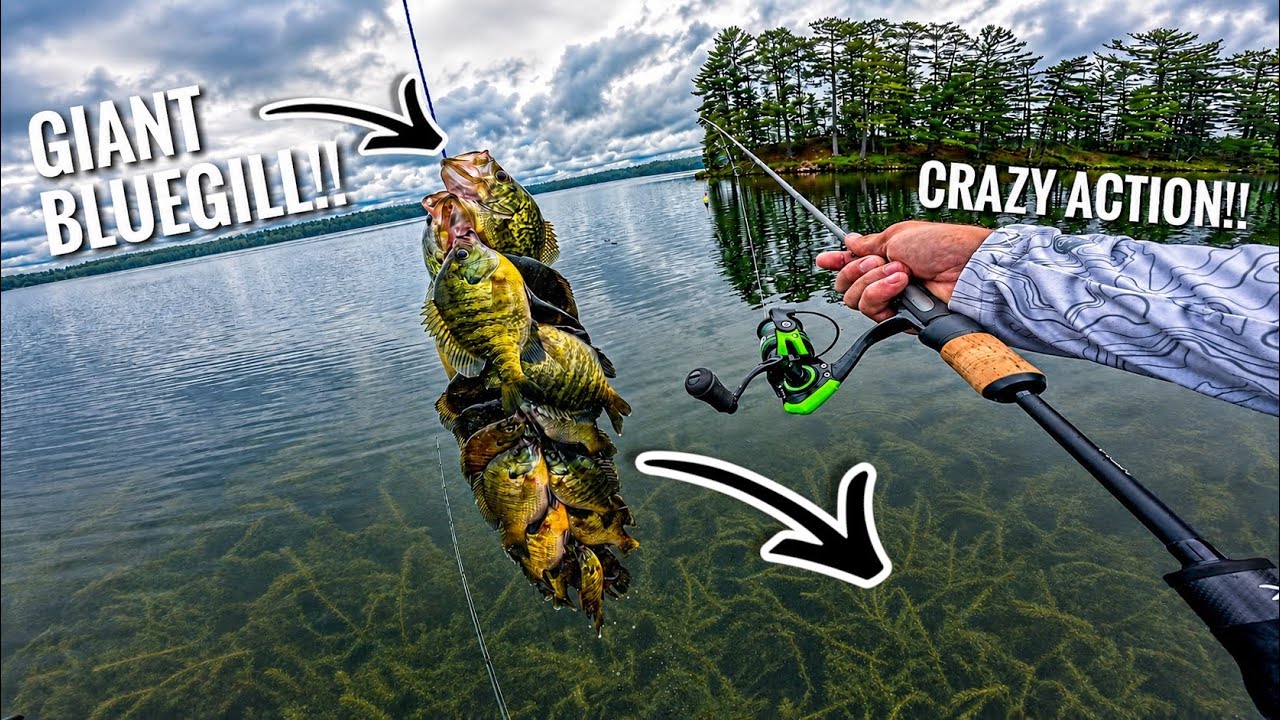 Fishing for GIANT Bluegill in Shallow Weeds in Northern Wisconsin (7-31-2026)