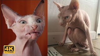 4K  Hairless cats compilation, try not to laugh  Funny sphynx cat videos  Kris reaction