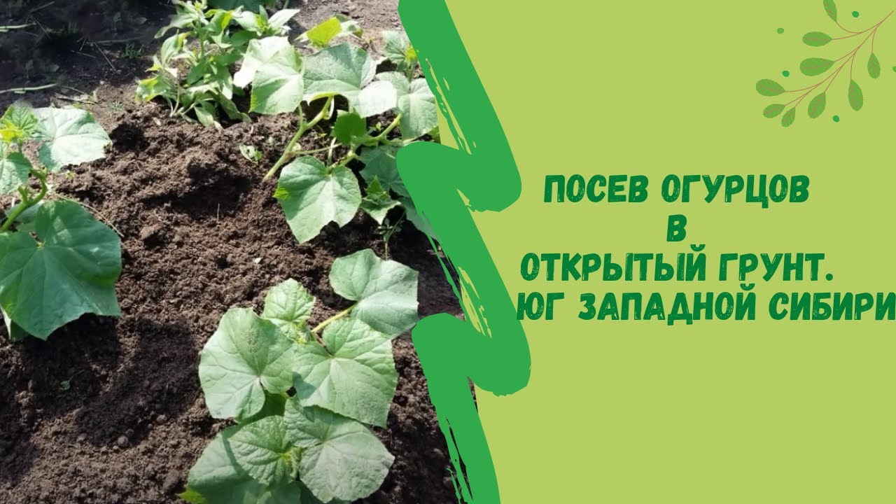 Когда сеять огурцы в сибири на рассаду. Лайфхак посадки огурцов. Посев огурцов тыквы в открытый грунт конец месяца ранней весной.