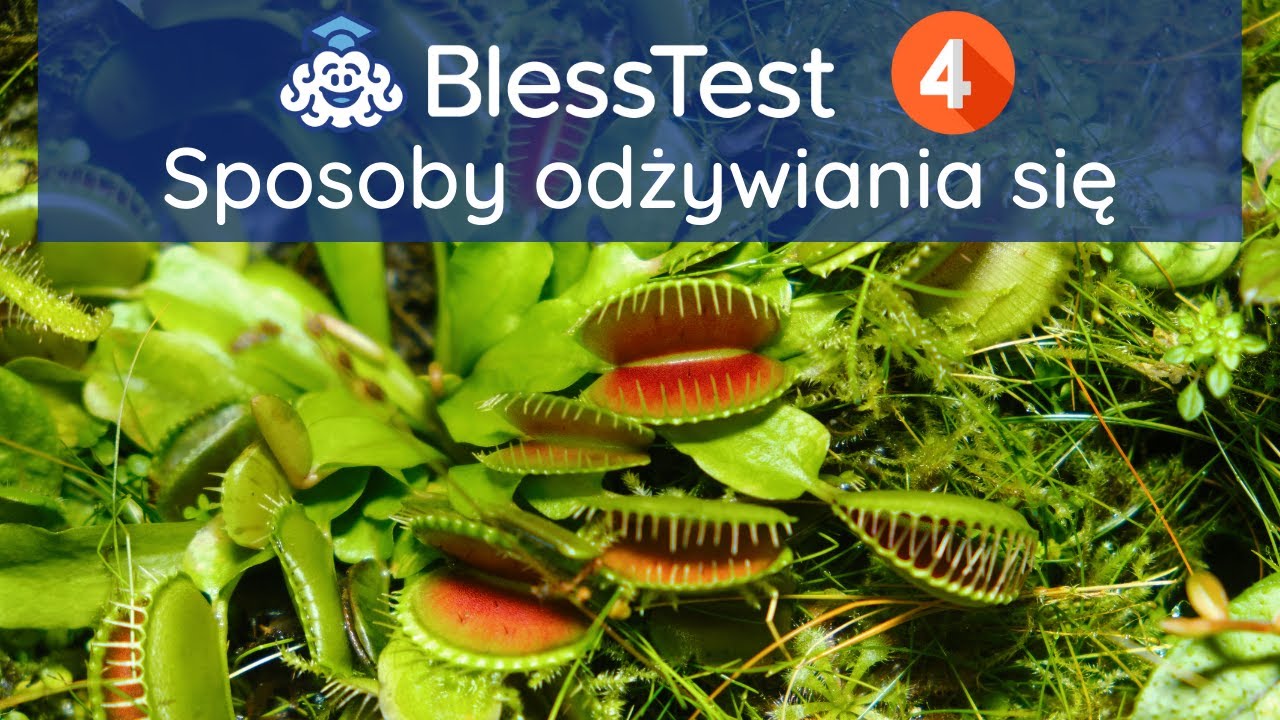 Sposoby odżywiania się organizmów - YouTube