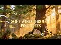 Soft Wind Through Pine Trees | Calming Lullaby for Babies | Forest Wind Sounds + Soft Guitar