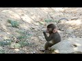 赤ちゃん猿も成長していきます