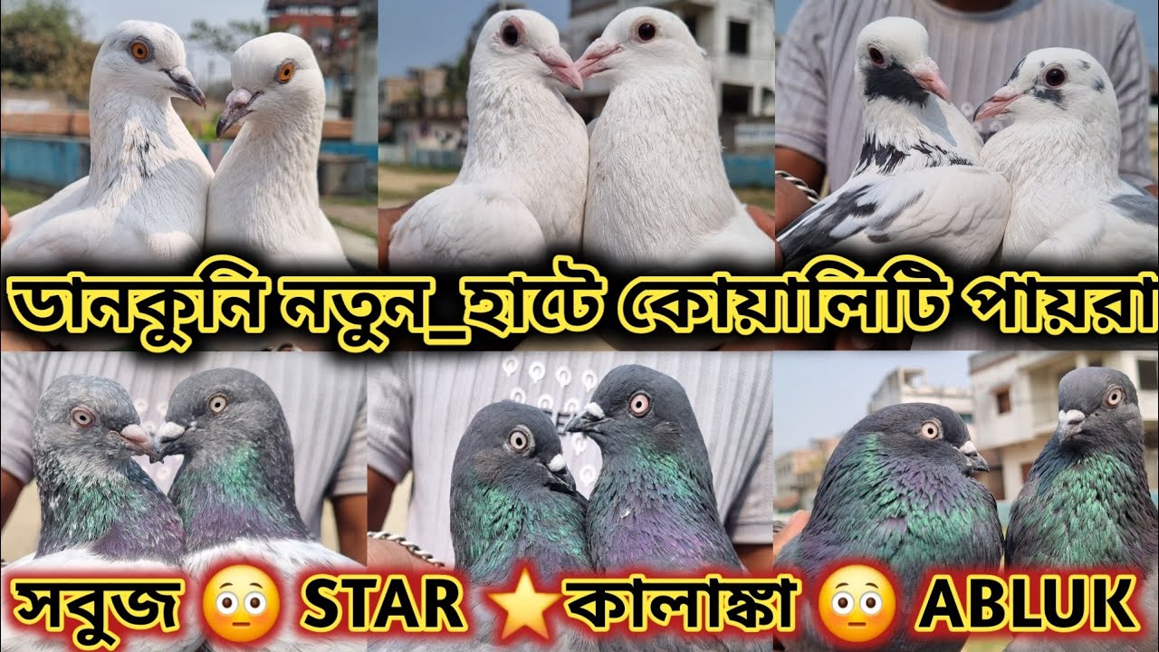 😳 পার_ডানকুনী_হাটেও TOP টপ কোয়ালিটির পায়রা ❤️‍🔥 নজরুল উদ্যানে শুরু হলো এই হাট ❤️