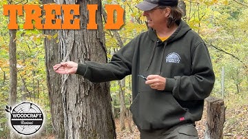 5 Great Tips I Use to ID Trees In Our Forest