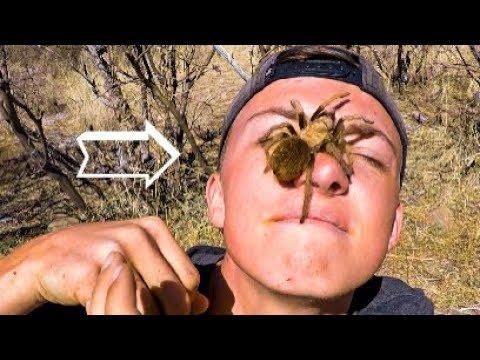 huge-spider-on-my-face!!