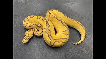 My top 10 Clown Ball Pythons from 2021.