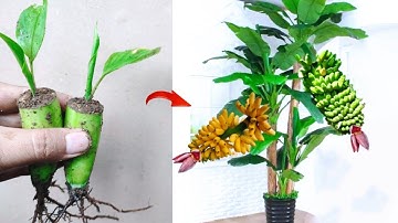 New Skills growing Banana tree from banana fruit  100% Success