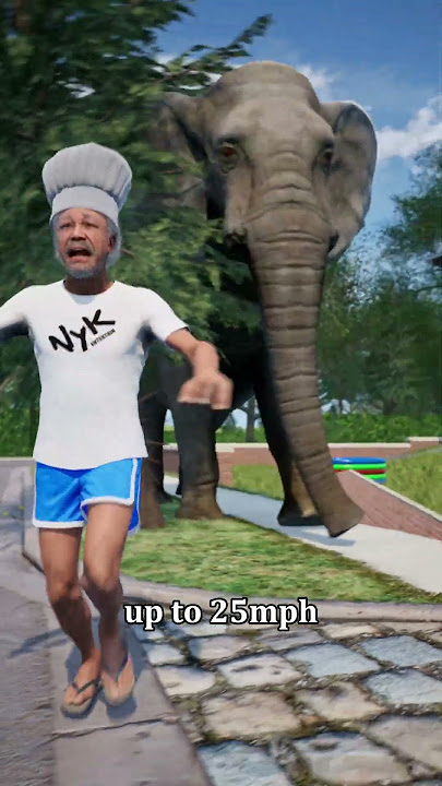 How to Survive an Elephant Attack 🐘