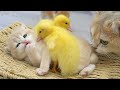Ducklings love the baby kitten shan jump up and sleep together