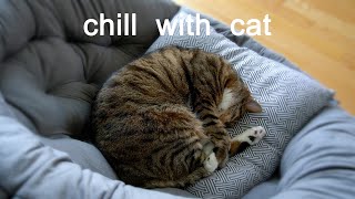Cat Is A Soft Furry Ball~ Chill | Lofi | Beats | Relax | Calm | Heal | Study | Sleep