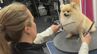 GROOMING MY POMERANIAN PUPPY FOR FIRST TIME | DOG GROOMING | FUNNY!