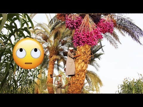 الحاج صديق وقع من فوق النخلة وهو بيسرق بلح