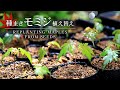 種まきモミジの植え替え 【Bonsai diary 盆栽日記 5/30】初心者の簡単盆栽の作り方 育て方 もみじ 苗 maple seeds bonsai Beginner EOS R5 撮影