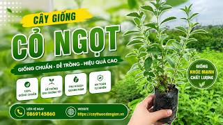 Review toàn bộ vườn ươm cây giống cỏ ngọt – cây giống to, nhiều nhánh, khoẻ mạnh gửi ship đi xa