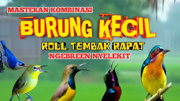 2 jam masteran kombinasi BURCIL roll tembak  NGEBREN rapat Berjeda.!