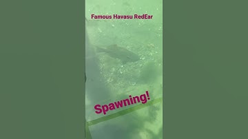 Famous Havasu RedEar Spawning! #shorts #spawn #redear #fishing #shellcrackers #brimm #bluegill #fish