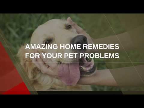 Amazing home remedies for your pet problems