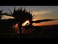 free , Sunset, sunflowers, red sky Hd 4k
