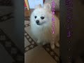 1000円ちょうだい！をする犬【ポメラニアン♀ユキ】#Shorts