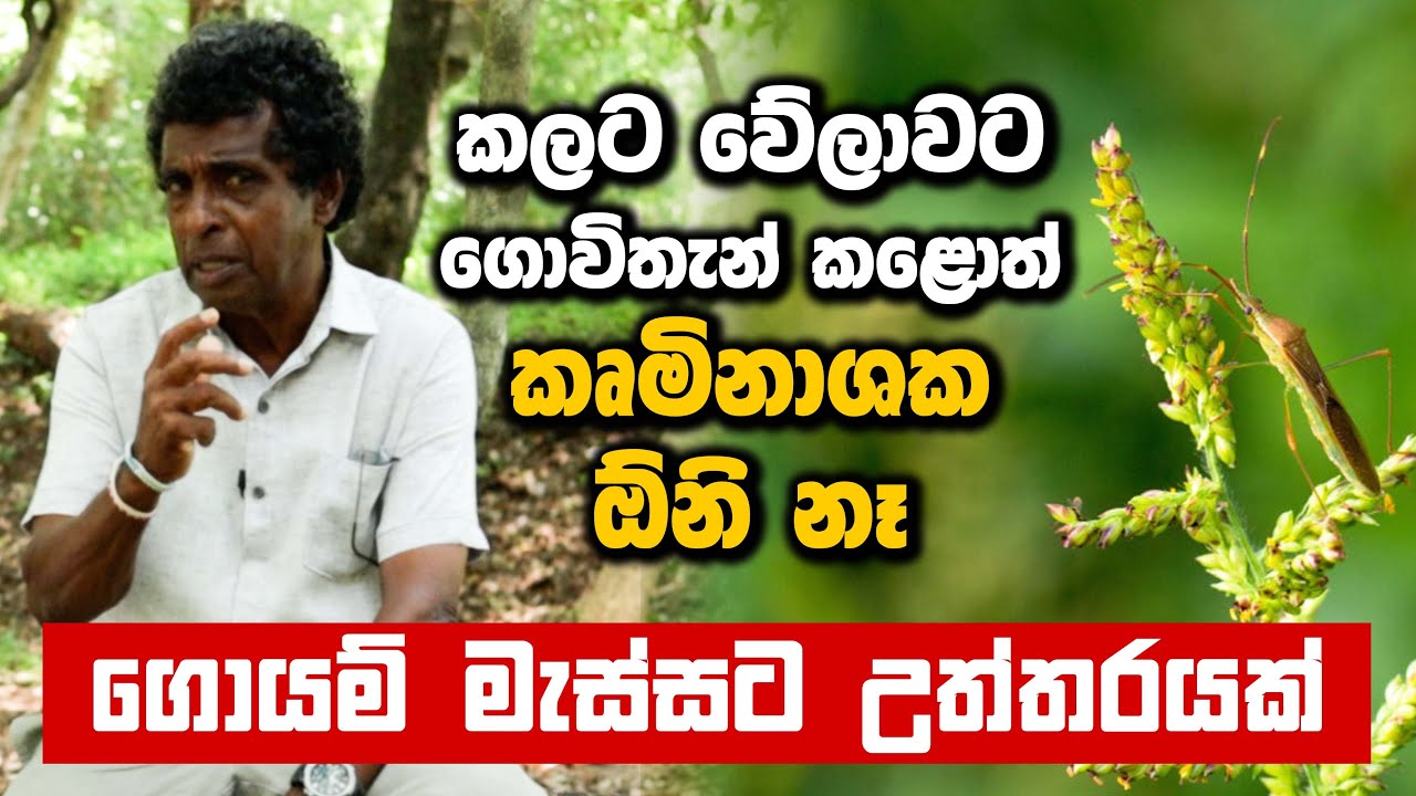 ගොයම් මැස්සට මෙන්න උත්තරේ | කලට වේලාවට ගොවිතැන් කළොත් කෘමිනාශක ඕනි නෑ | Thilak Kandegama