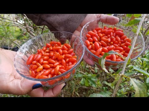 Vídeo: 8 Fatos Saudáveis sobre O Goji Berry