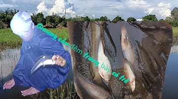 phần 2 giăng câu đêm trúng bầy cá 🎏🐟 trê vàng trắng