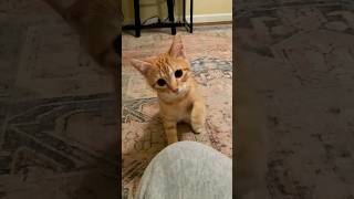 Funny Cats 😂 Episode 172 #Shorts