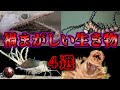 【閲覧注意】魔界にいそうな、禍まがしい見た目の実在生物 4選【ゆっくり解説】【クジャクハゴロモ・深海魚・イモムシ】
