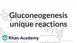 Gluconeogenesis: unique reactions | Biomolecules | MCAT | Khan Academy
