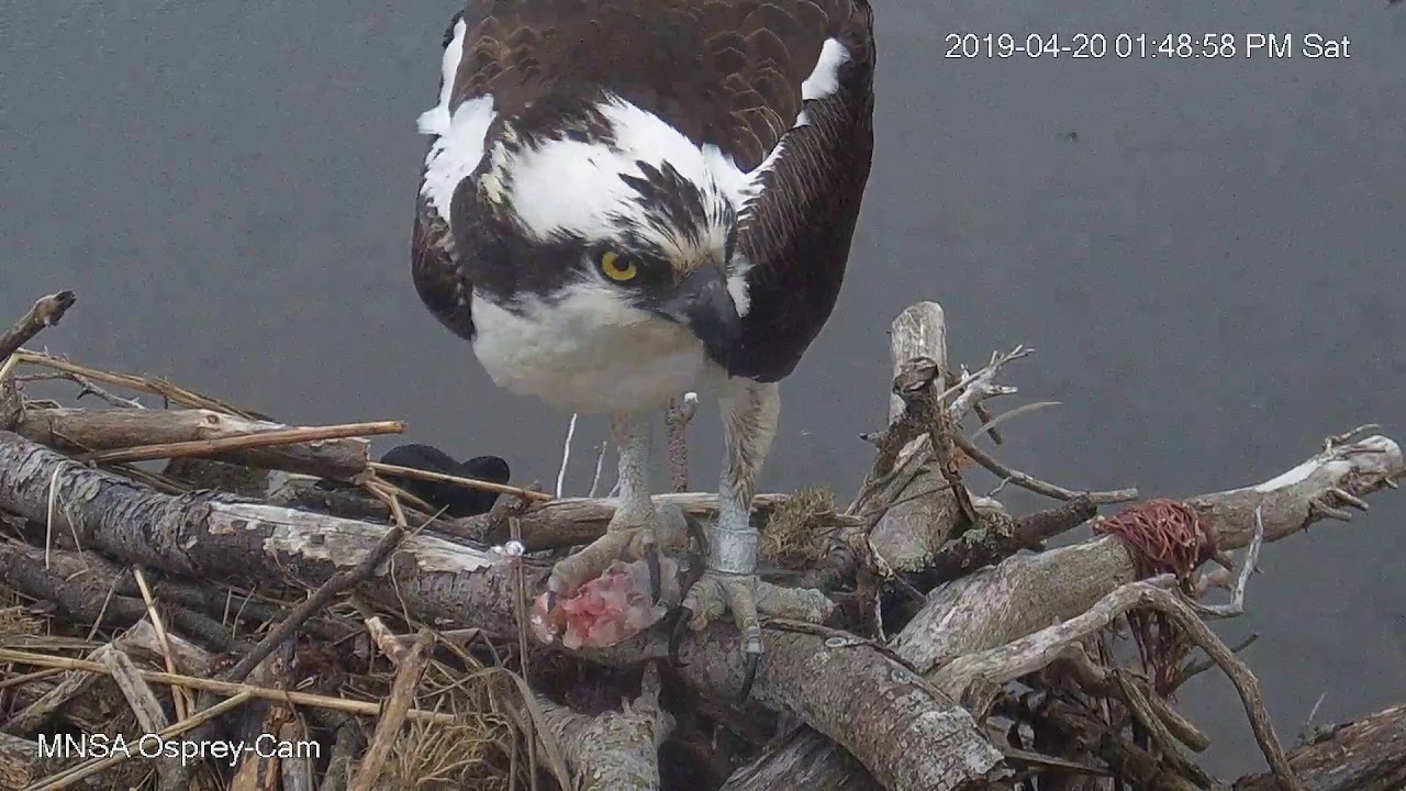 MNSA Osprey-Cam: 4/20/2019
