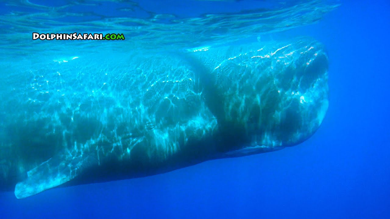 sperm whale stuck dock Baby under