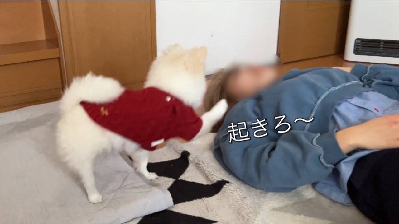 いつまでも寝ている妹を強引に起こそうとするポメラニアンが面白かった。(正月帰省動画)