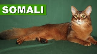 Somali Guia Da Raça Quatro Patas